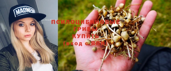 прущие грибы Алзамай